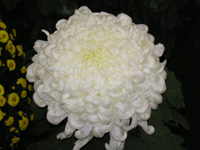 写真「キク〔菊〕の花」