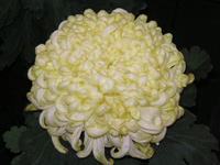 写真「キク〔菊〕の花」