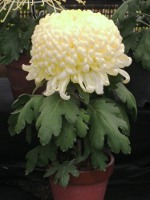 キク〔菊〕の花（写真）福助づくり