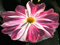 キク〔菊〕の花（写真）一文字