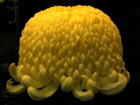 写真「キク〔菊〕の花」厚物