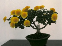 キク〔菊〕の花（写真）盆栽