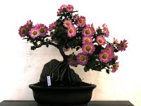 キク〔菊〕の花（写真）盆栽