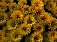 キク〔菊〕の花（写真）クッショクマム