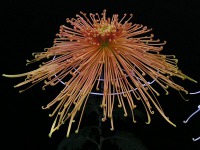 写真「キク〔菊〕の花」管物