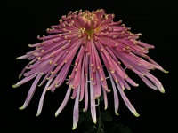 写真「キク〔菊〕の花」管物