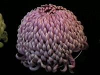 写真「キク〔菊〕の花」厚物