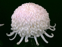 写真「キク〔菊〕の花」厚走り