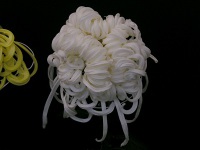 写真「キク〔菊〕の花」大掴み