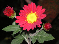 写真「キク〔菊〕の花」