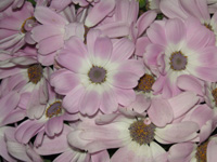 写真「シネラリアの花」