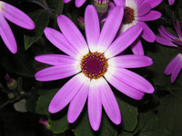 写真「シネラリアの花」