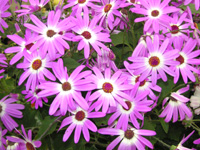 写真「シネラリアの花」