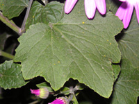 写真「シネラリアの葉」