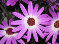 写真「シネラリアの花」