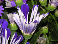 写真「シネラリアの花」