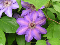 写真「クレマチス〔Clematis〕の花」