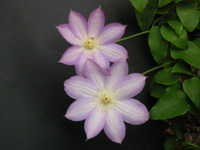 写真「クレマチス〔Clematis〕の花」