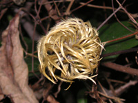 クレマチス〔Clematis〕の写真