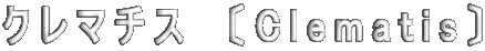 クレマチス　〔Clematis〕 
