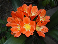 クンシランの花の写真