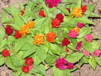 写真「ケイトウ〔鶏頭〕の花」