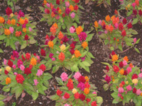 写真「ケイトウ〔鶏頭〕の花」