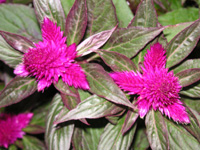 写真「ケイトウ〔鶏頭〕の花」