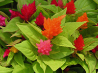 写真「ケイトウ〔鶏頭〕の花」