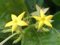 写真「コンロンカ〔崑崙花〕の花」