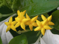 写真「コンロンカ〔崑崙花〕の花」