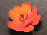 写真「チョコレート・コスモスの花」