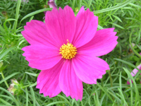 写真「コスモス〔Cosmos〕の花」