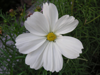 写真「コスモス〔Cosmos〕の花」