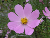 写真「コスモス〔秋桜〕の花」