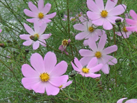 写真「コスモス〔Cosmos〕の花」