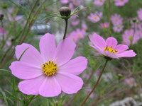 写真「コスモス〔Cosmos〕の花」