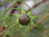 写真「コスモス〔Cosmos〕の花」