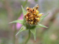 写真「コスモス〔Cosmos〕の花」