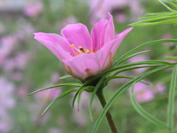 写真「コスモス〔Cosmos〕の花」