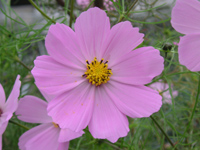 写真「コスモス〔Cosmos〕の花」