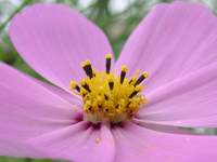 写真「コスモス〔秋桜〕の花」