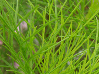 写真「コスモス〔Cosmos〕の葉」