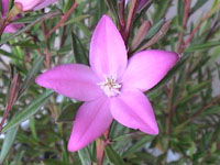 写真「サザンクロスの花」