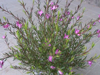 写真「サザンクロスの花」