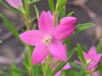 写真「サザンクロスの花」