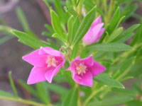 写真「サザンクロスの花」