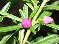 写真「サザンクロスの花」