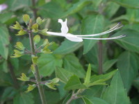 写真「ネコノヒゲ〔猫の髭〕の花」