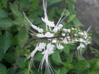 写真「ネコノヒゲ〔猫の髭〕の花」